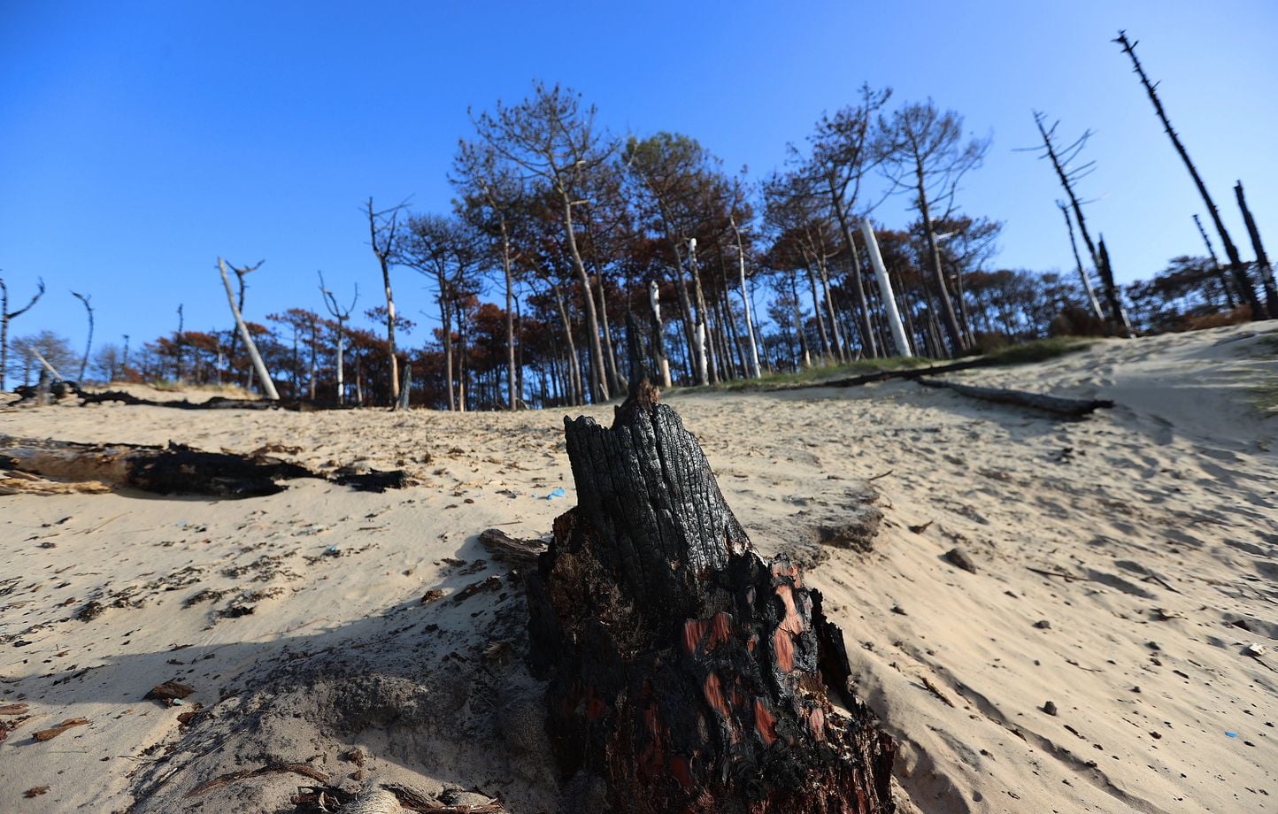 ¿Deberíamos replantar para ayudar a que el bosque se reconstruya después del incendio? ¿Deberíamos replantar para ayudar a que el bosque se reconstruya después del incendio?